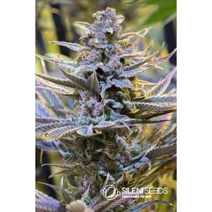 Anesia Seeds Blackberry Moonrocks