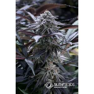 Anesia Seeds Blackberry Moonrocks