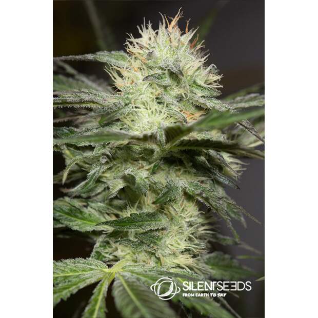 Anesia Seeds Blackberry Moonrocks