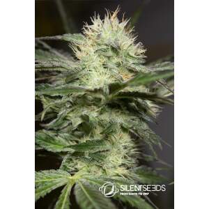 Anesia Seeds Blackberry Moonrocks