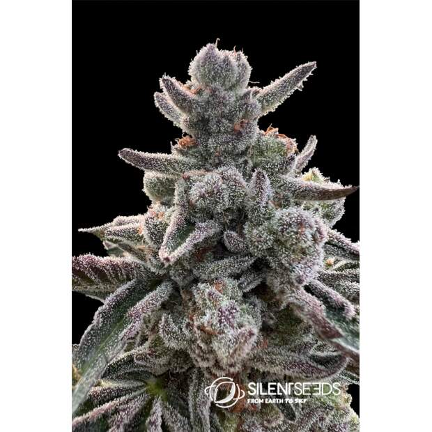 Anesia Seeds Blackberry Moonrocks