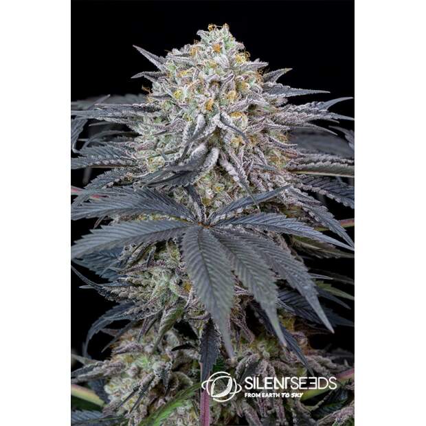 Silent Seeds Watermelon Runtz