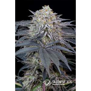 Anesia Seeds Blackberry Moonrocks