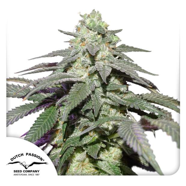 Dutch Passion Auto Skywalker Haze 7 Stk feminisiert