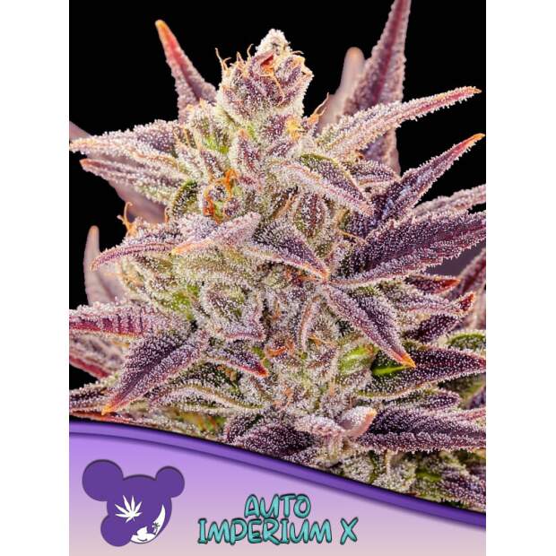 Anesia Seeds Auto Imperium X 3 pcs feminised