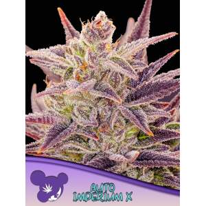 Anesia Seeds Auto Imperium X 5 pcs feminised