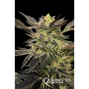 Silent Seeds Pink Sunset Auto