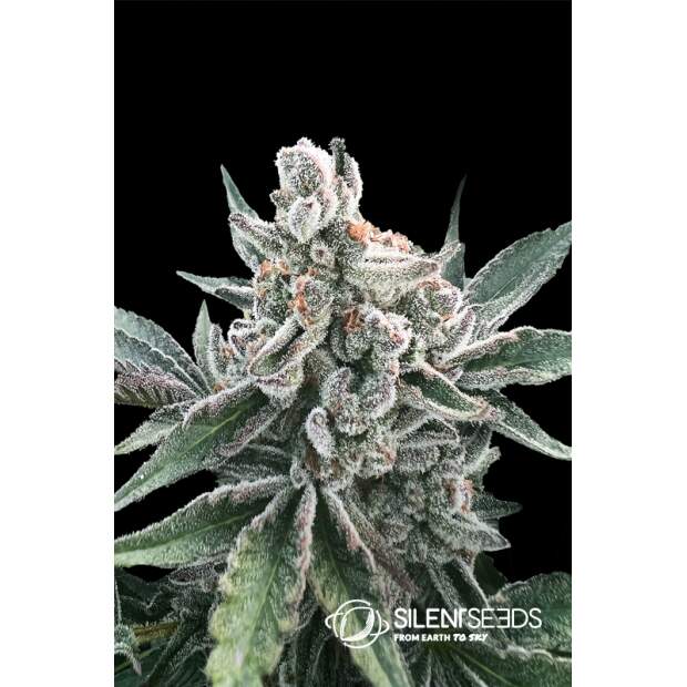 Silent Seeds Polar Gelato Auto