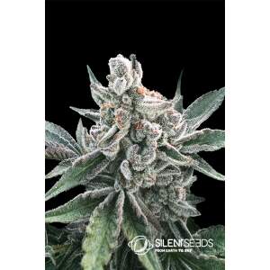 Silent Seeds Polar Gelato Auto