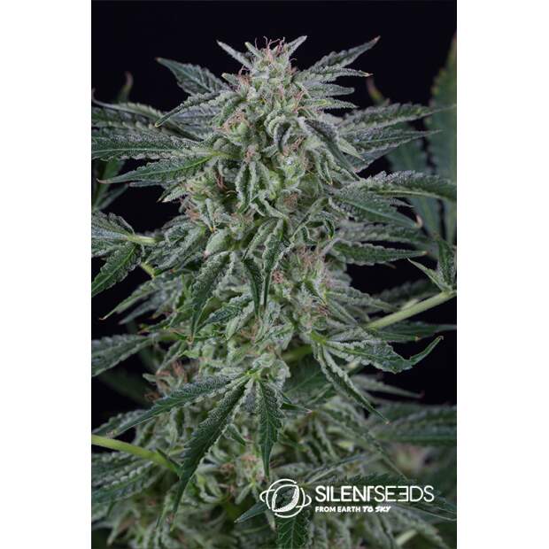 Silent Seeds Critical Jack Auto