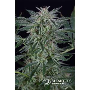 Silent Seeds Critical Jack Auto