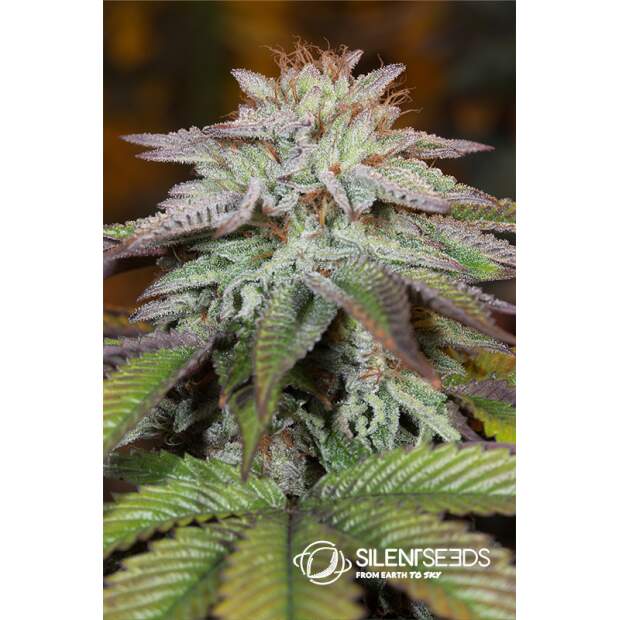 Silent Seeds L.A. Vanilla Cake Auto