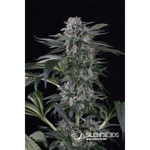 Silent Seeds Moby Dick Auto