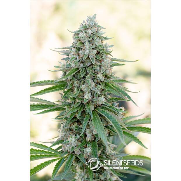 Anesia Seeds Blackberry Moonrocks 10 Stk feminisiert