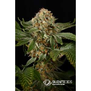 Anesia Seeds Blackberry Moonrocks 3 Stk feminisiert