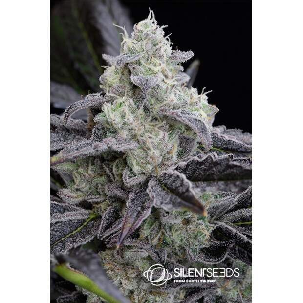 Silent Seeds L.A. Vanilla Cake 5 Stk feminisiert
