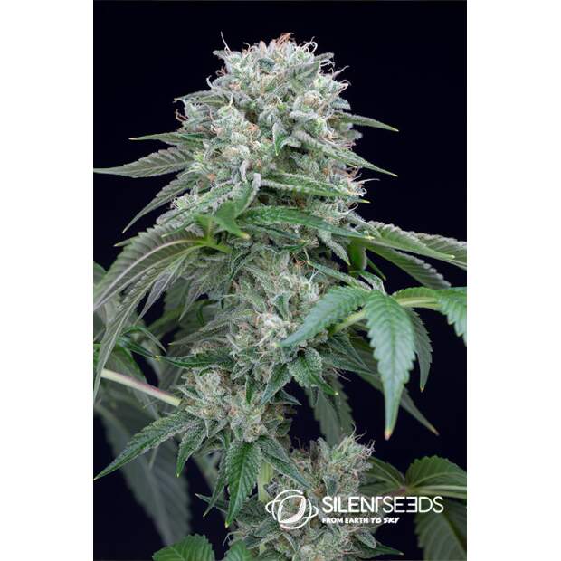Anesia Seeds Blackberry Moonrocks 3 Stk feminisiert
