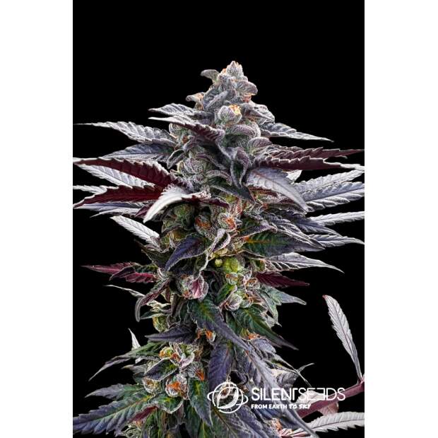 Anesia Seeds Blackberry Moonrocks 5 Stk feminisiert