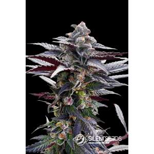Anesia Seeds Blackberry Moonrocks 5 Stk feminisiert
