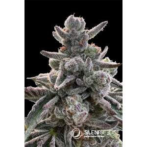 Anesia Seeds Blackberry Moonrocks 10 Stk feminisiert