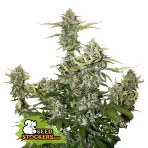 Seedstockers Candy Dawg Auto 3 Stk feminisiert