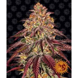 Barneys Farm Mimosa X Orange Punch Auto