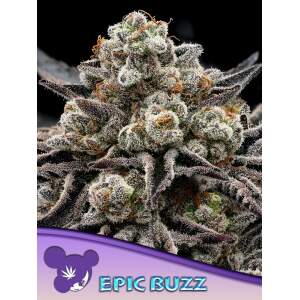 Anesia Seeds Epic Buzz 3 Stk feminisiert