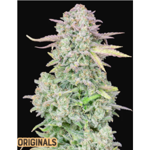 420 Fast Buds Trainwreck Auto