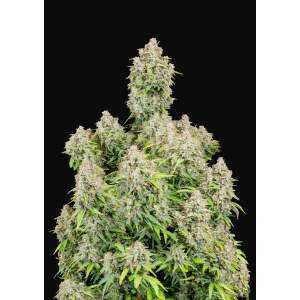 420 Fast Buds Cinderella Auto 5 Stk feminisiert