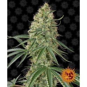 Barneys Farm Sin Tra Bajo Auto