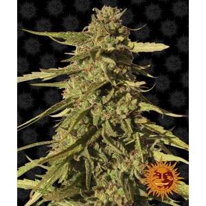 Barneys Farm Red Cherry Berry