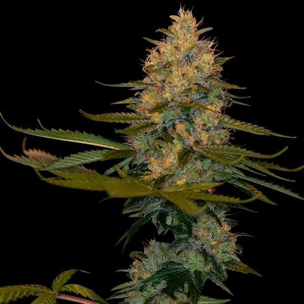DNA Genetics Exodus Kush