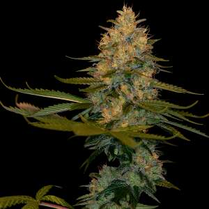 DNA Genetics Exodus Kush