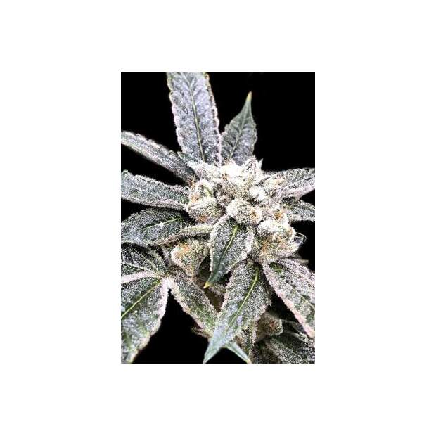 DNA Genetics Golden Berry