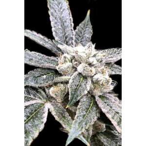DNA Genetics Golden Berry