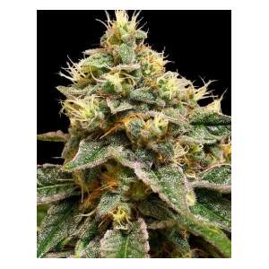 DNA Genetics OG LA Affie