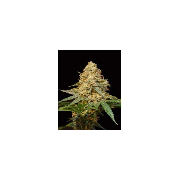 DNA Genetics Silver LA