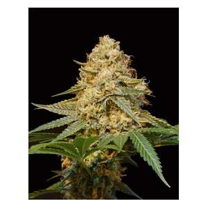 DNA Genetics Silver LA
