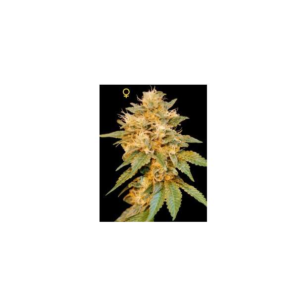 DNA Genetics Snow Land