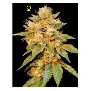 DNA Genetics Snow Land