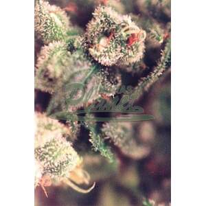 Female Seeds X-Line Sweet Soul