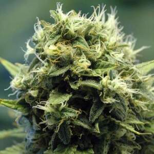 Nirvana New York Power Diesel