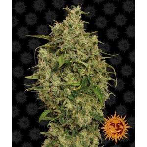 Barneys Farm Sweet Tooth #1 5 Stk feminisiert