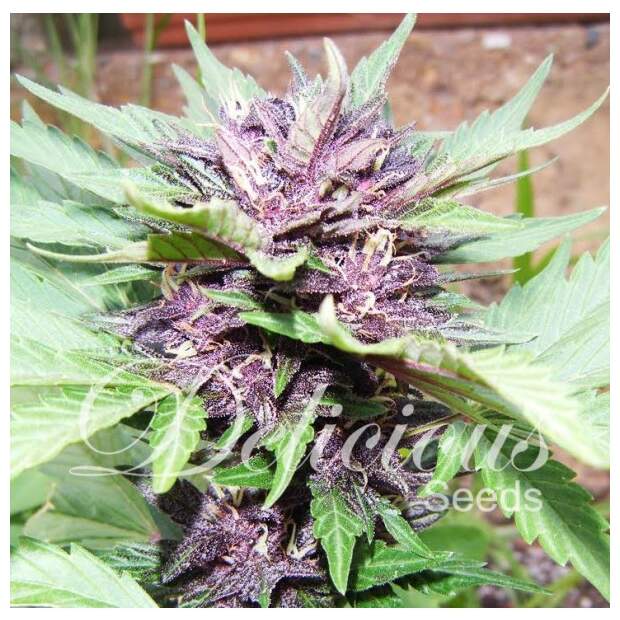 Delicious Seeds Jota Mayuscula Purple Auto