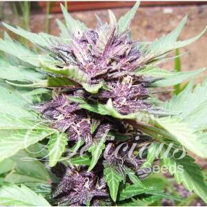 Delicious Seeds Jota Mayuscula Purple Auto