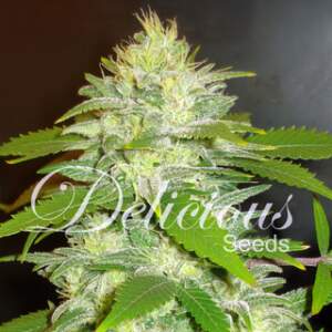 Delicious Seeds La Musa Auto