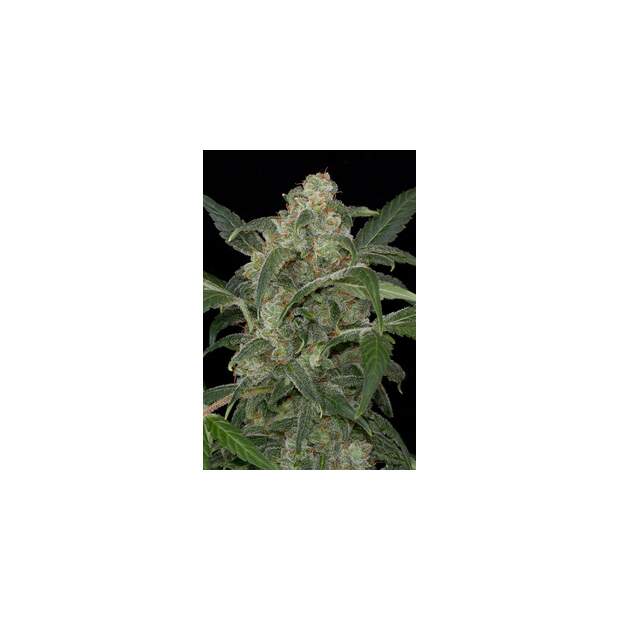 Dinafem Haze Auto