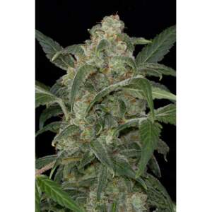 Dinafem Haze Auto