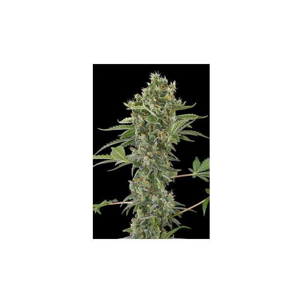 Dinafem Moby Dick Auto