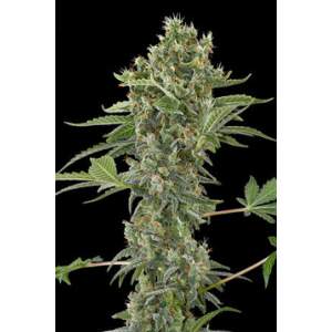 Dinafem Moby Dick Auto